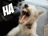 upload_2022-11-5_19-5-35.gif