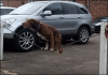 TolF.gif