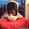 dog-eat.gif
