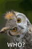 upload_2023-7-3_12-57-0.gif