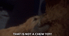 giphy.gif