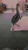 0A8982F5-D0CC-48AB-B208-78265C1597F1.gif