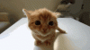 upload_2025-1-8_13-13-37.gif