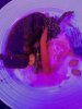 upload_2025-2-6_19-51-27.jpeg