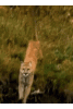 20250328_235450.gif