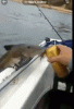upload_2025-3-31_8-56-14.gif