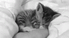 upload_2025-4-9_9-28-52.gif