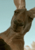 giphy (11).gif