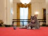 flotus_cat_2-1384404245245d60db095406287f8c4fb7b0a052.jpg