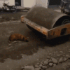upload_2022-2-8_19-22-34.gif