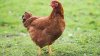 Rhode-Island-Red.jpg