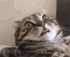 upload_2022-3-26_21-51-42.gif