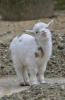 736C443A-7230-4A00-B8DD-2A83A03527B5.gif