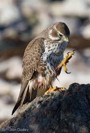 Falcons Talon